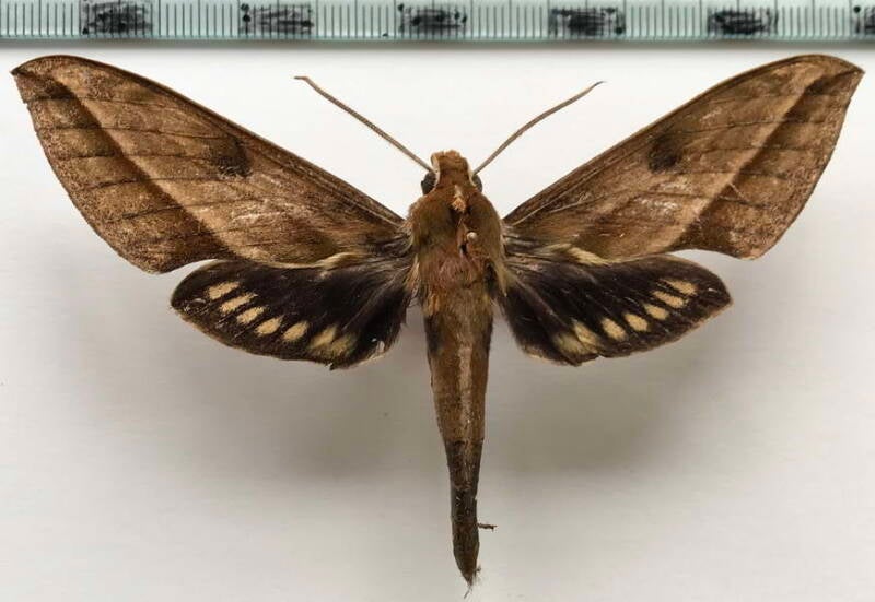 xylophanes_nabuchodonosor_f_bol-standard.jpg