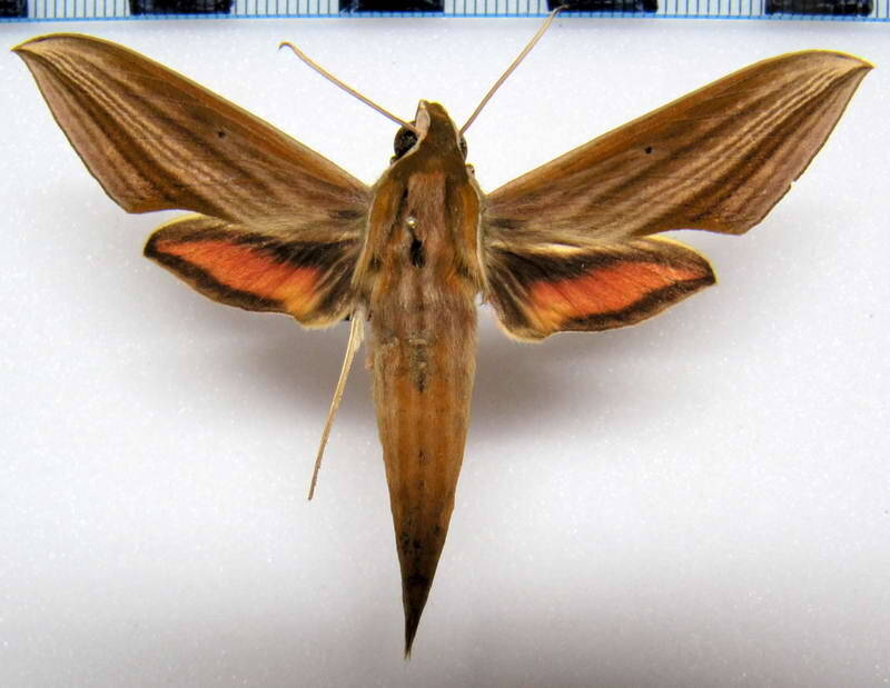 xylophanes_neoptolemus_gf-standard.jpg
