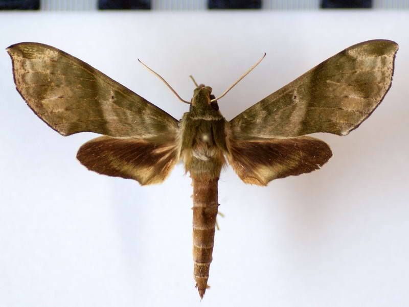 xylophanes_pistacina_gf-standard.jpg