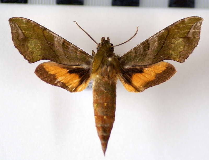 xylophanes_pluto_bol-standard.jpg