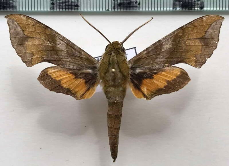 xylophanes_pluto_m02_eq-standard.jpg