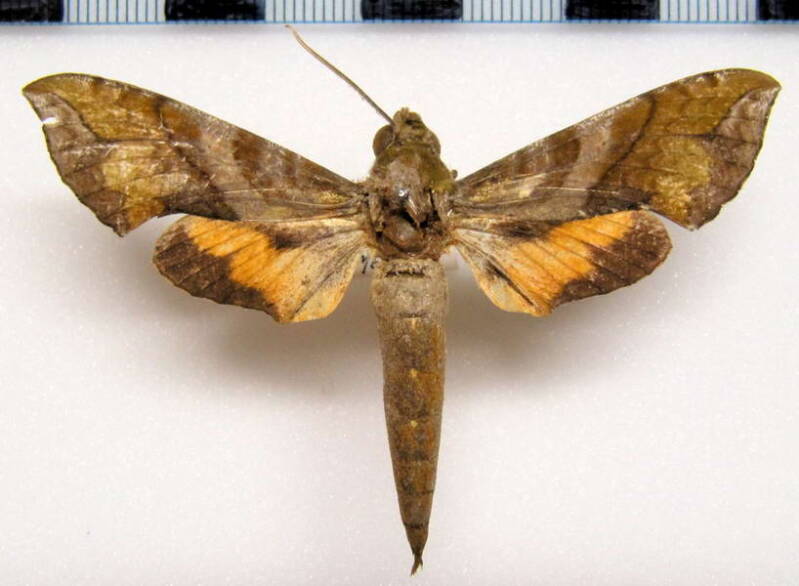 xylophanes_pluto_mex-standard.jpg