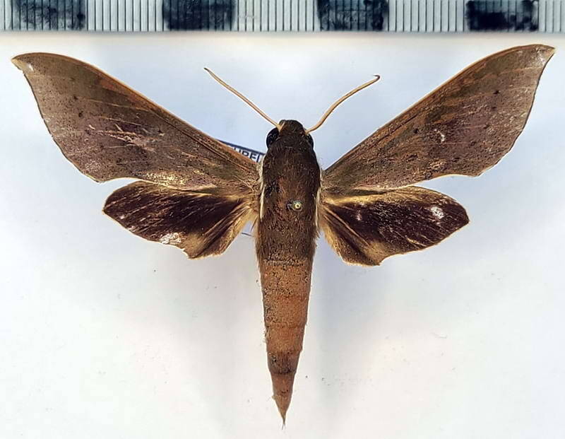 xylophanes_porcus_continentalis_m02_vnz-standard.jpg