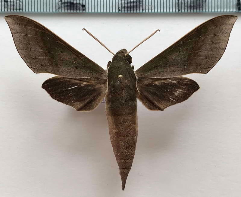 xylophanes_porcus_continentalis_m_eq-standard.jpg