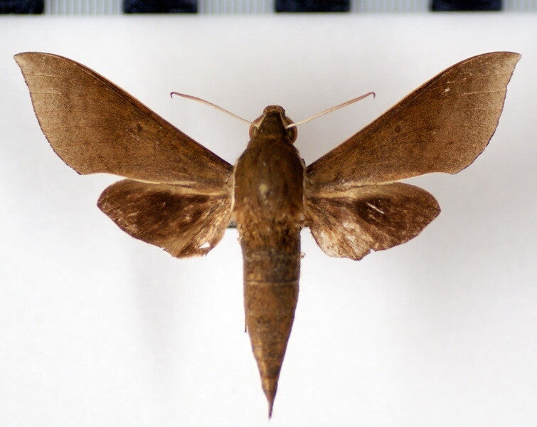 Xylophanes porcus continentalis mâle A1-  Equateur