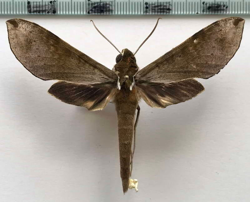 xylophanes_schausi_m02_eq-standard.jpg