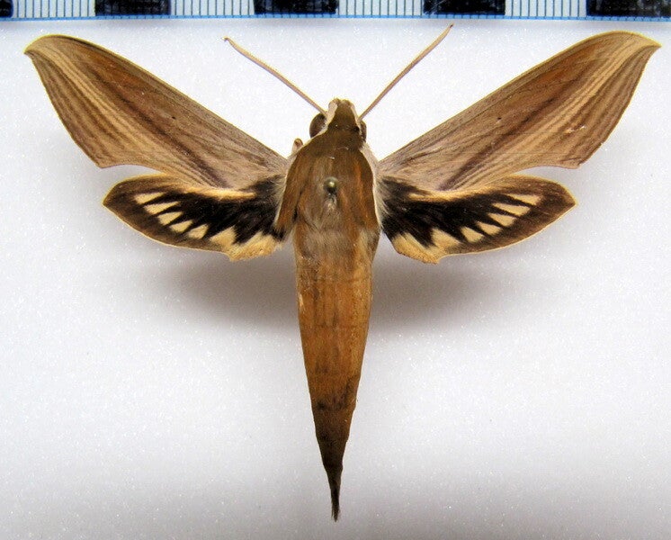 Xylophanes tersa mâle A1-  Guyane française