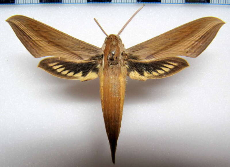 xylophanes_tersa_mex-standard.jpg