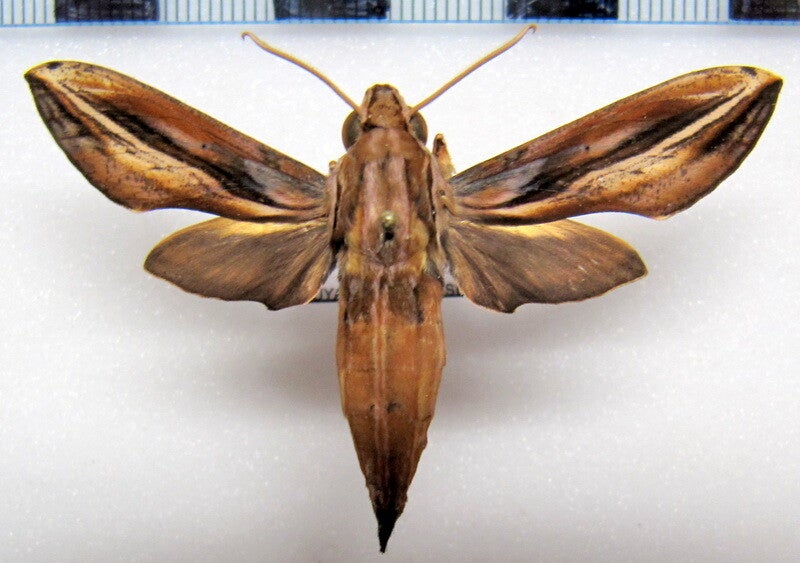 Xylophanes thyelia mâle A1-  Equateur