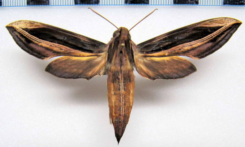 xylophanes_thyliea_f_eq01-standard.jpg