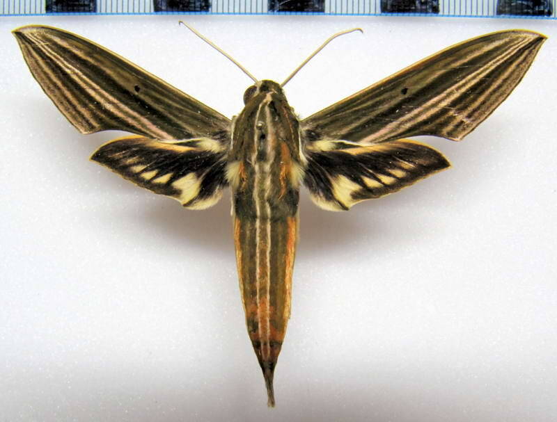 xylophanes_titana_gf-standard.jpg