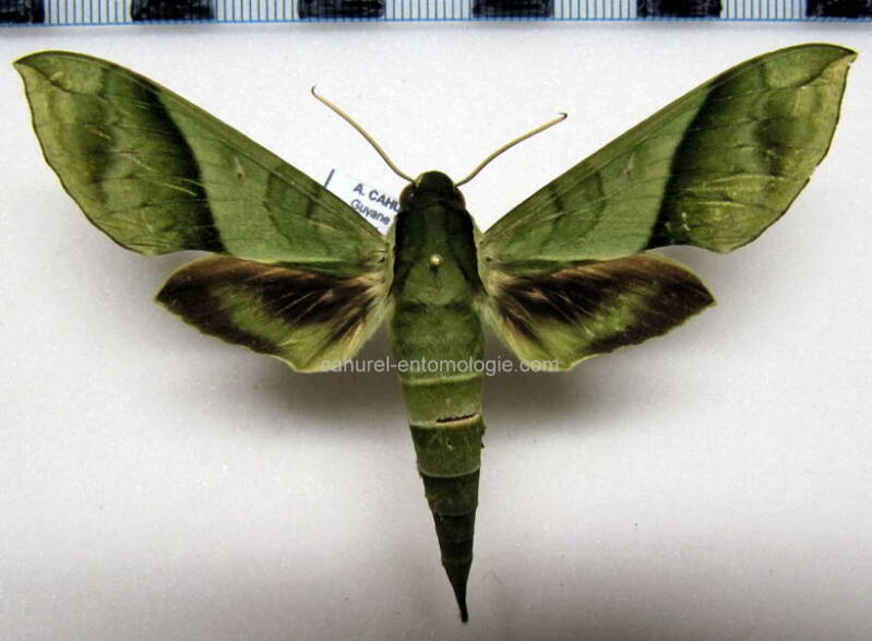 xylophanes_tyndarus_gf-standard.jpg