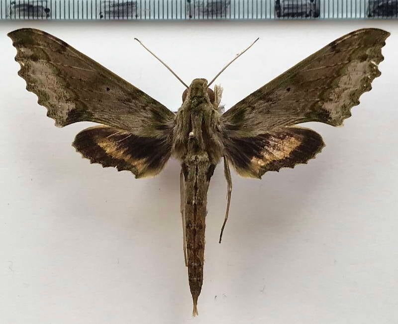 xylophanes_undata_m_eq-standard-slb09v.jpg