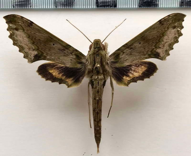 xylophanes_undata_m_eq-standard.jpg