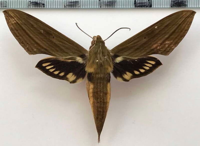 xylophanes_vagliai_m_eq-standard.jpg