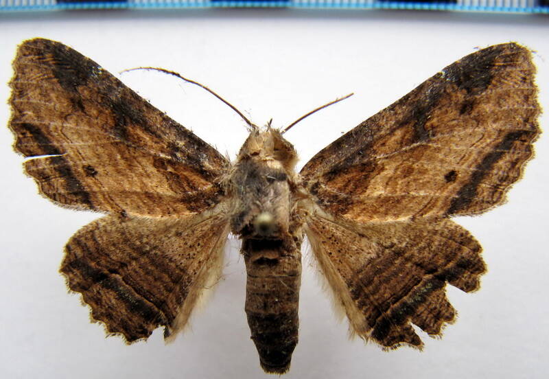 zale_phaeograpta_gf-standard.jpg