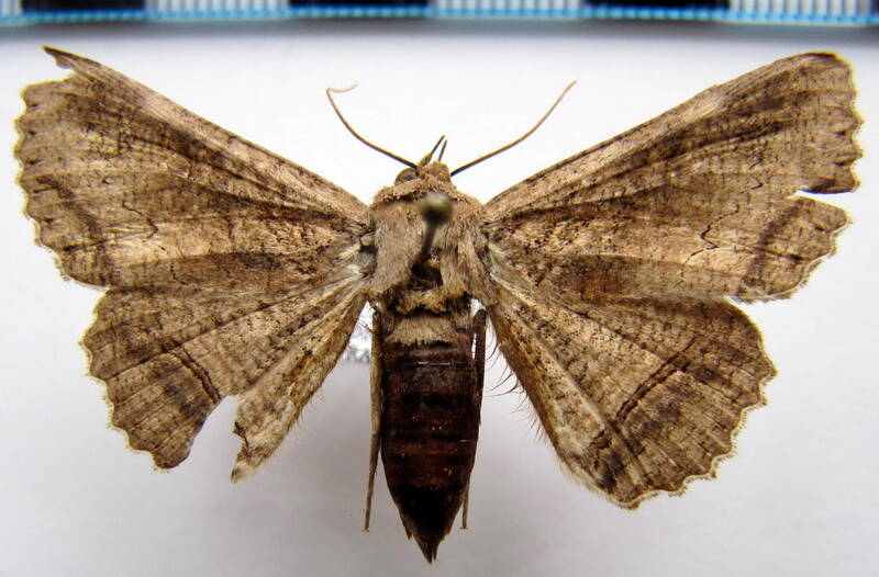 zale_sp01_gf-standard.jpg