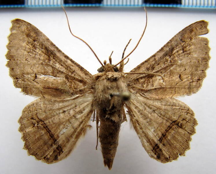 zale_sp03_gf-standard.jpg