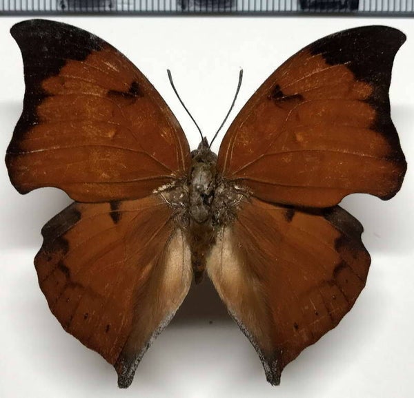 Zaretis isidora mâle A1-  Equateur