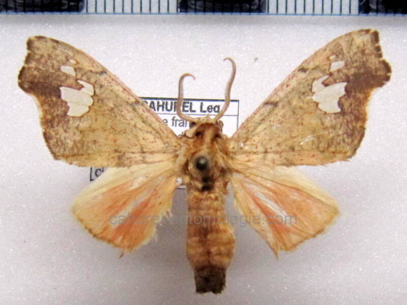 zatrephes_cardytera_m_gf-standard.jpg