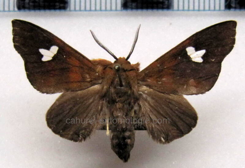 zatrephes_miniata_m_gf-standard.jpg
