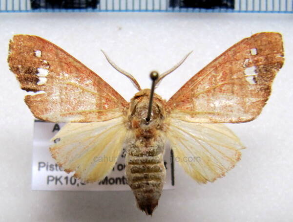 zatrephes_trilineata_gf-standard.jpg