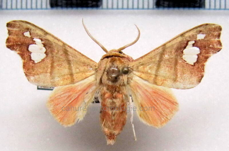 zatrephes_varicolor_m_gf-standard.jpg