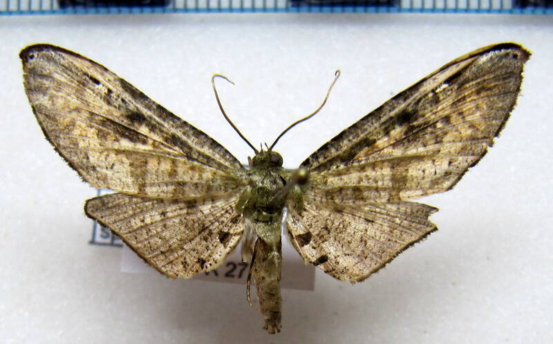 zeuzerodes_caenosa_gf-standard.jpg