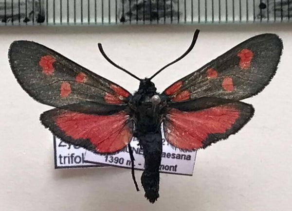 Zygaena trifolii mâle Italie