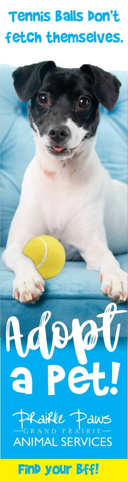 160x600-prairie-paws-ad.jpeg