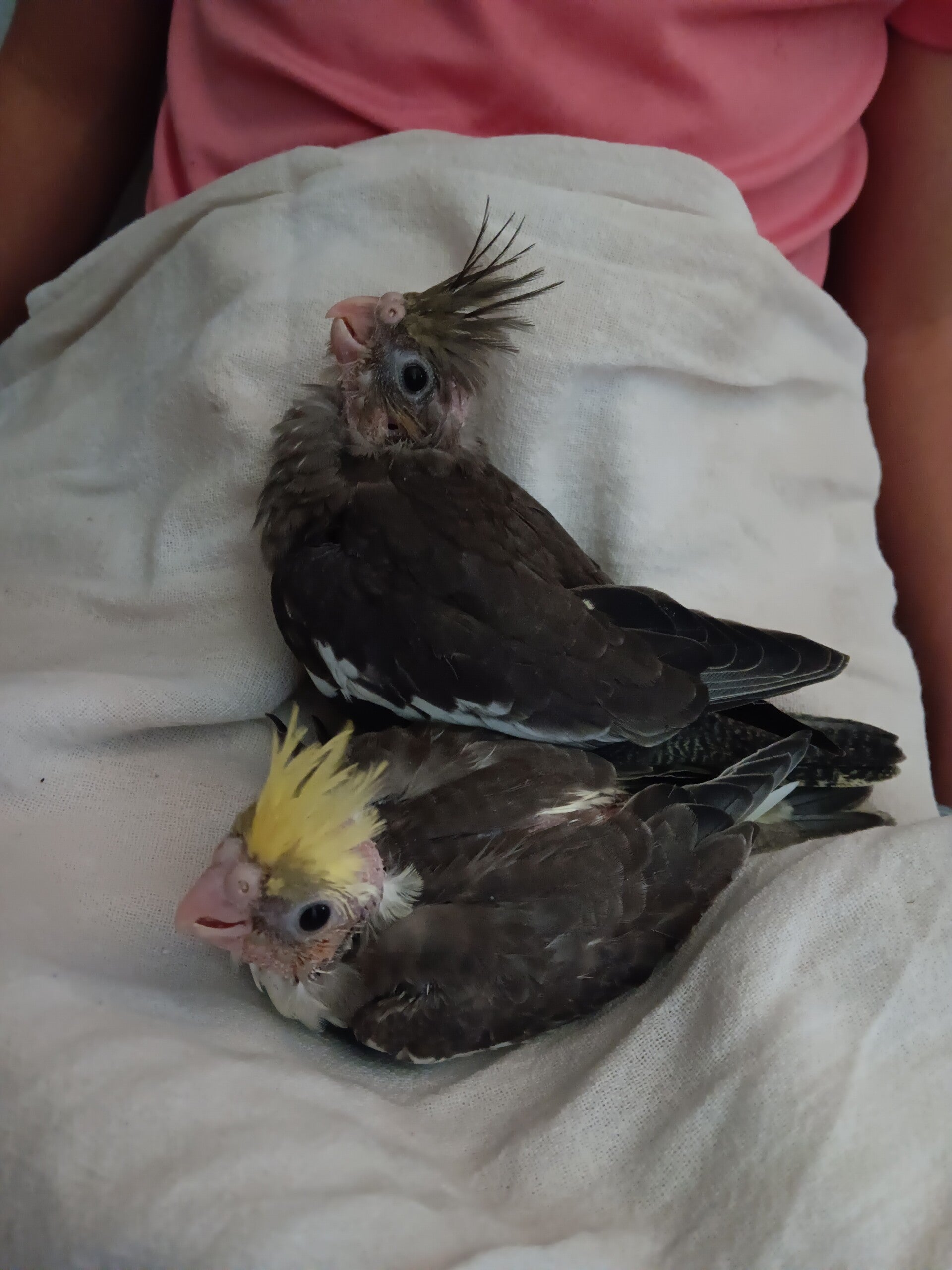 Normal Grey Cockatiels
