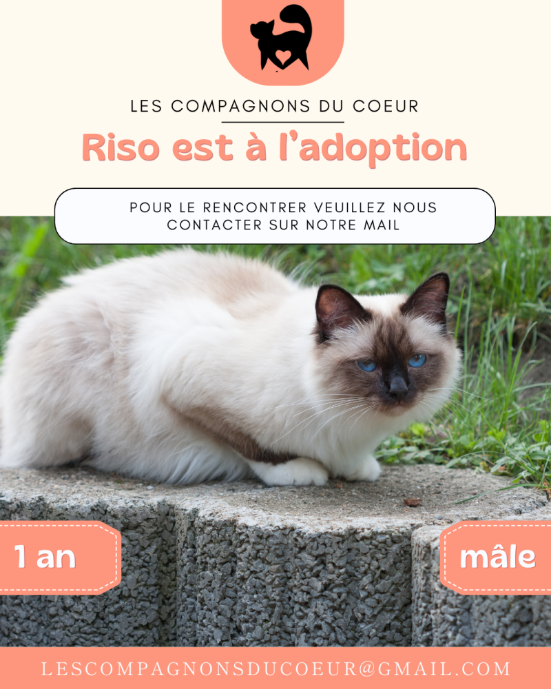 Post Insta Chat à l'adoption - Les compagnons du coeur