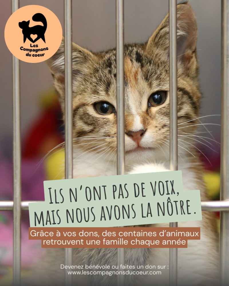 Post Insta sensibilisation - Les compagnons du coeur