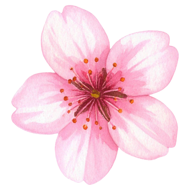 illustration d'une fleur de sakura