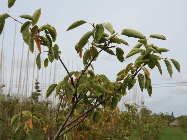 Amelanchier lamarckii (Krentenboom)