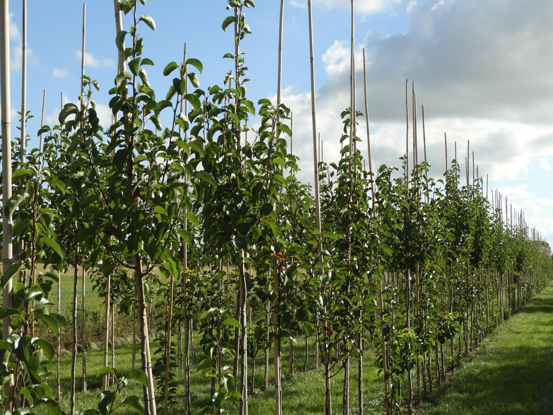 Pyrus calleryana 'Chanticleer' (sierpeer)