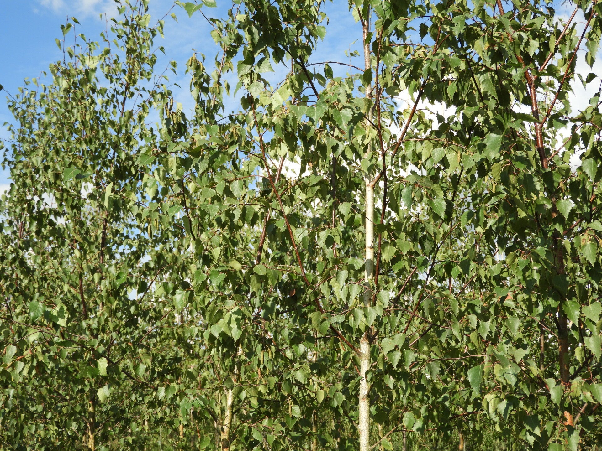 Betula Pendula (zilverberk, ruwe berk)