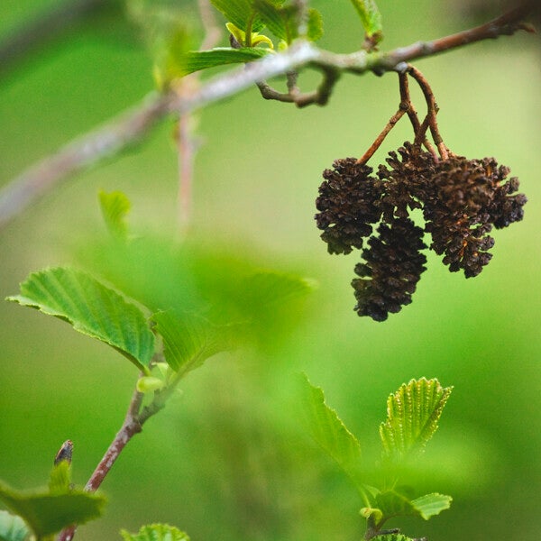 Alnus Glutinosa (zwarte els)