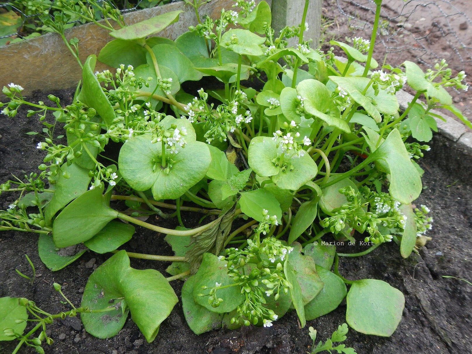 workshop eetbare wilde planten leren herkennen | eetbarewildeplanten.com