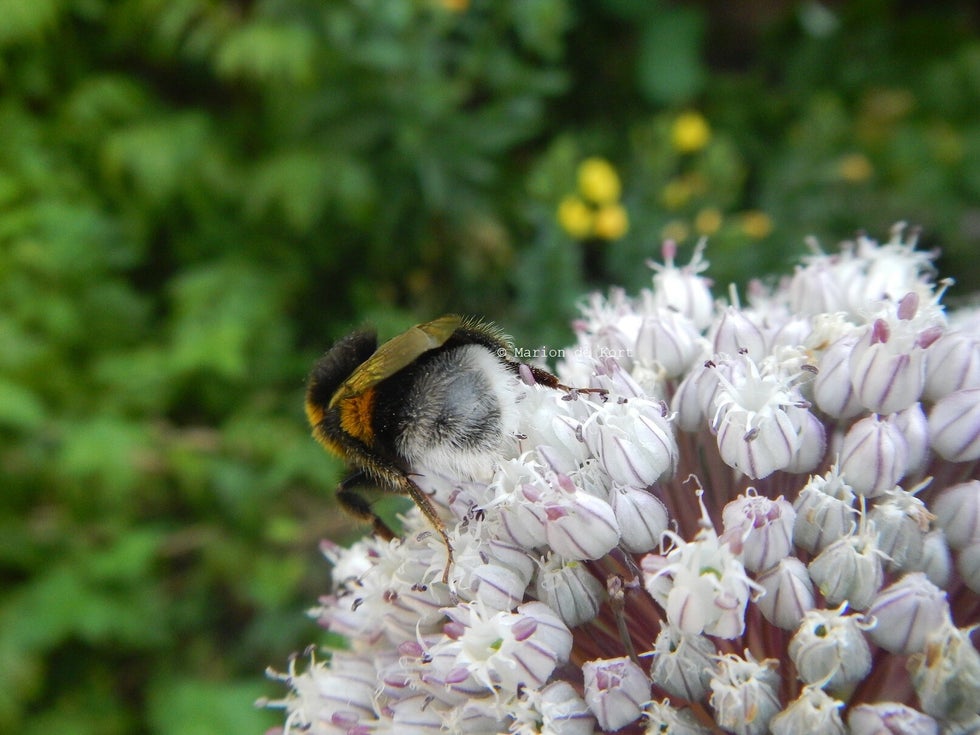 Eetbare Wilde Planten WANDELING | Eetbare Wilde Planten