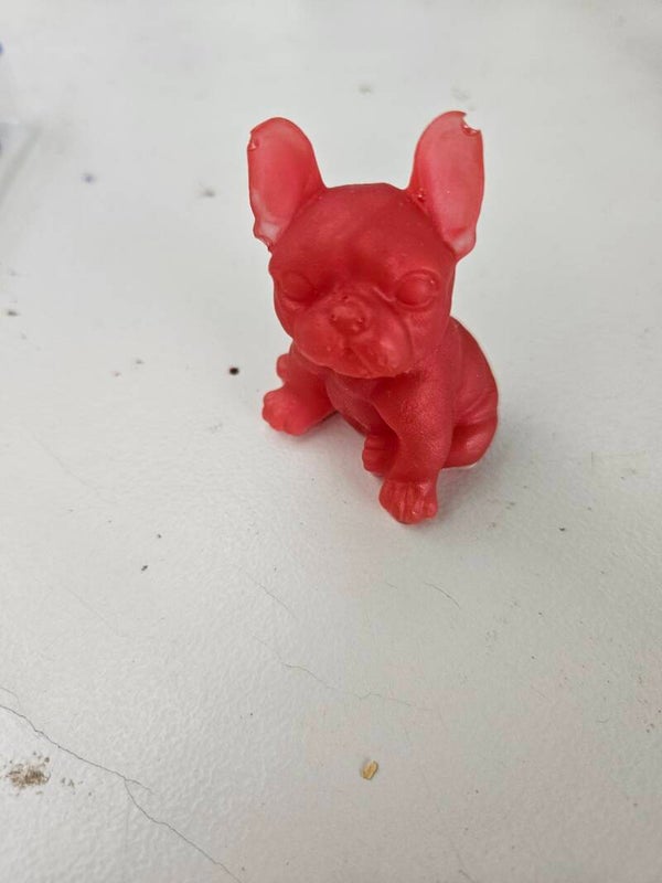 Bouledogue français  2