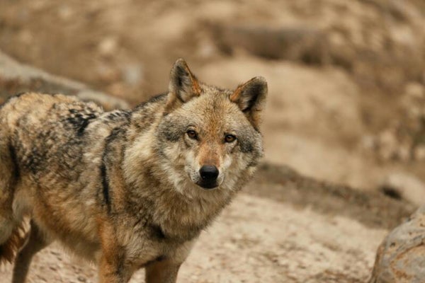 Wolf