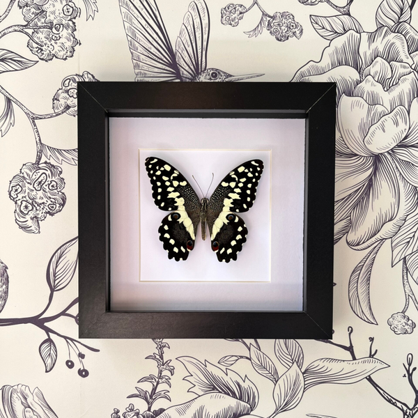 Papilio Demodocus