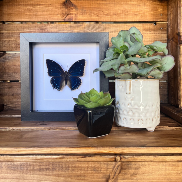Charaxes Tiridates
