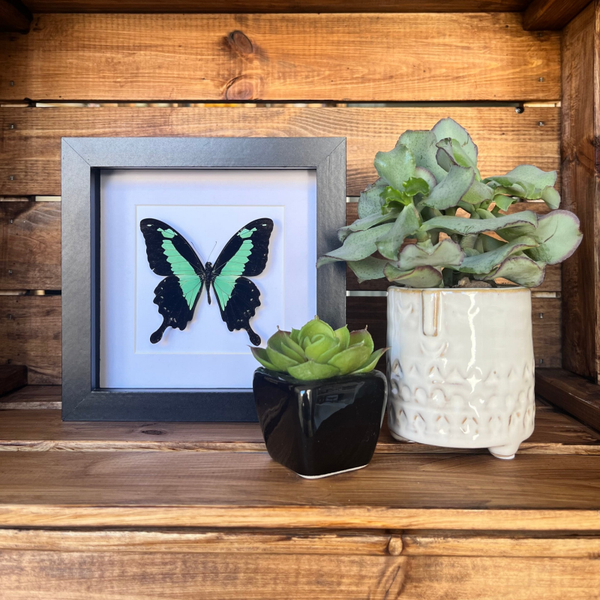 Papilio Phorcas