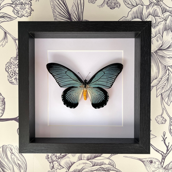 Papilio Zalmoxis