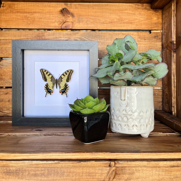 Papilio Machaon