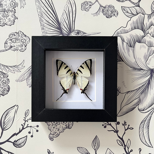 Graphium Agetes