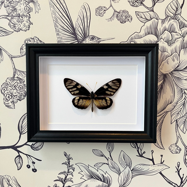 Thyridia Psider