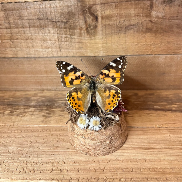 Vanessa Cardui